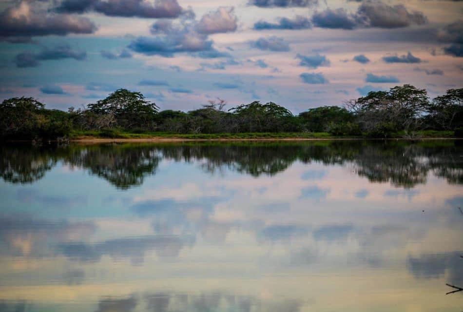 Cuerpo de agua con árboles verdes y arbustos al fondo al anochecer.